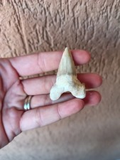 Fossili * DENTE DI SQUALO FOSSILE OTODUS OBLIQUUS