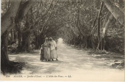 Old postcard AK ALGERIA ALGIERS Jardin d'Essai - L'Allee des Ficus (1144860)