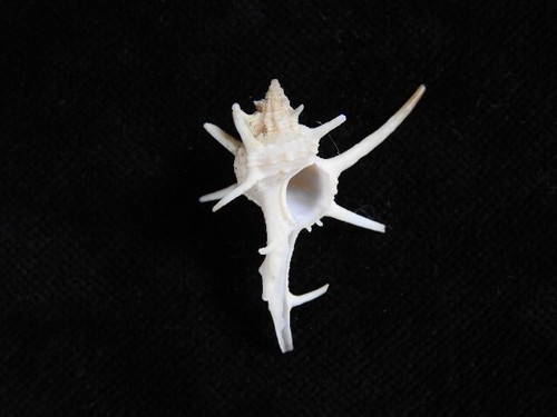 Sea Shell Chicoreus longicornis 32,2 mm ID#7964 - Imagen 1 de 3