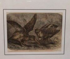 gravure encadrée la chasse aux bécasses XIXème 17 x13 