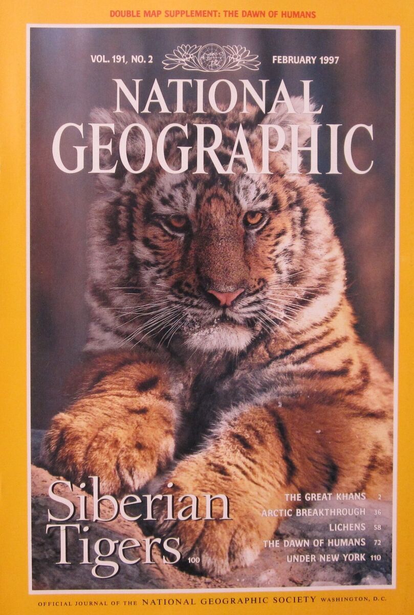 Siberian Tiger  National Geographic