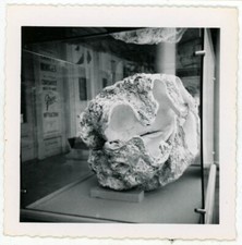 1950 Giant Clam in Case Believe it or Not