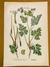 1886 ANTIQUE PICTURES LITHOGRAPH ART PRINT BOTANY FLOWER FLORA NATURE DECO PO...