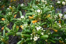 Pittosporum tobira HARDY KOREAN WHEEL TREE also called MOCK ORANGE - 1 Plant 