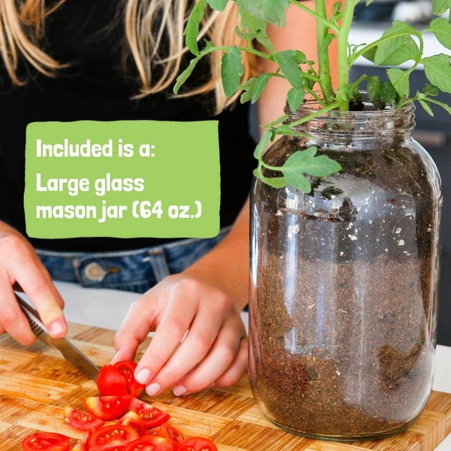 2 Cherry Tomato Windowsill Planter Organic Mason Jar Grow 2 Cherry Tomato Windowsill Planter Organic Mason Jar Grow