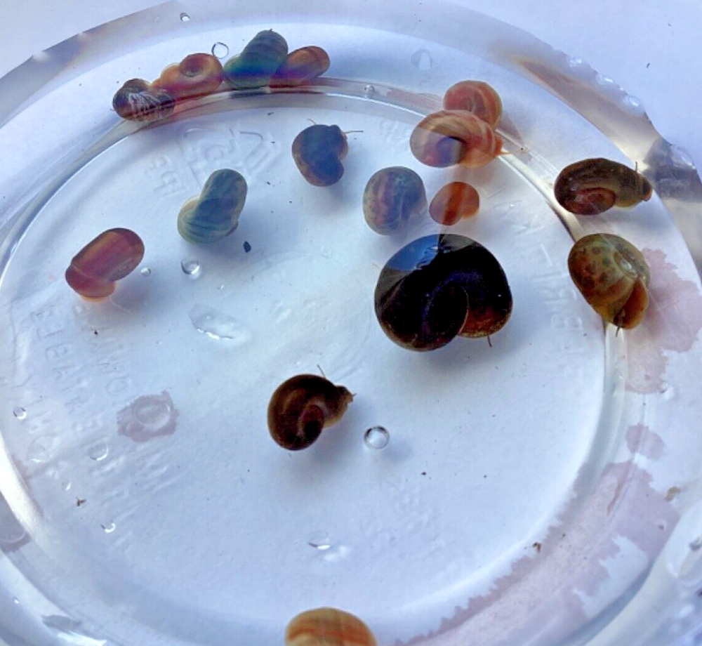 10 + 1 Ramshorn Snails Freshwater You Will Get Assorted Colors Blue Pink Red ++