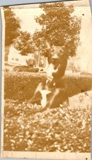 Wolf the Dog Sepia Photograph c. 1930s German Shepherd & Period Automobile
