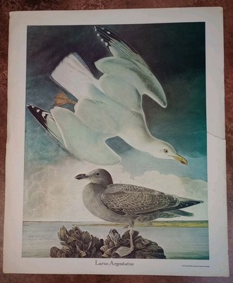 Heringsmöwe Vogel Druck Vintage 43x35,5cm Larus Argentatus NY Historical Soc Audubon