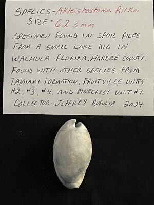 EXTINCT Fossilized COWRIE Shell ( Akleistostoma Rilkoi ) From Central Florida.
