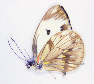 Unmounted Butterfly/Pieridae - Pieriballia viardi viardi, M, Mexico