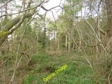 Photo 6x4 Morden, woodland East Morden Trees shielding a conifer plantati c2014