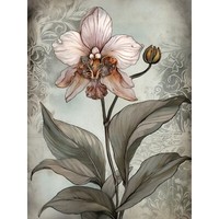 Jugendstil, Rosa, Orchidee, BlüTe, Blume Ungerahmter ExtragroßEr Druck
