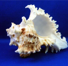 1 Pacific Murex Ramosus Shells (Ram's Murex) 4-5"  Aquarium Beach Crafts Decor