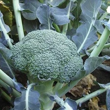 Lieutenant Hybrid Broccoli Seeds (25+ Seeds)