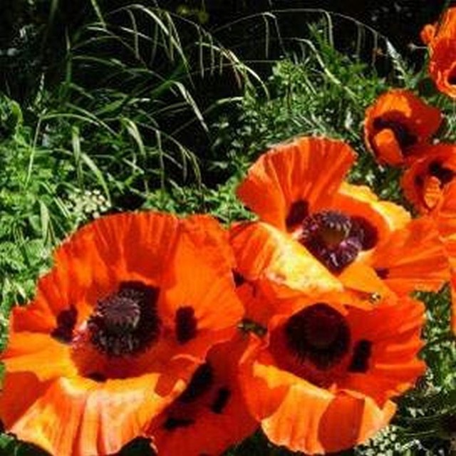 Scarlet color perennial wildflower Overstock Seeds Oriental Poppy Orange 100