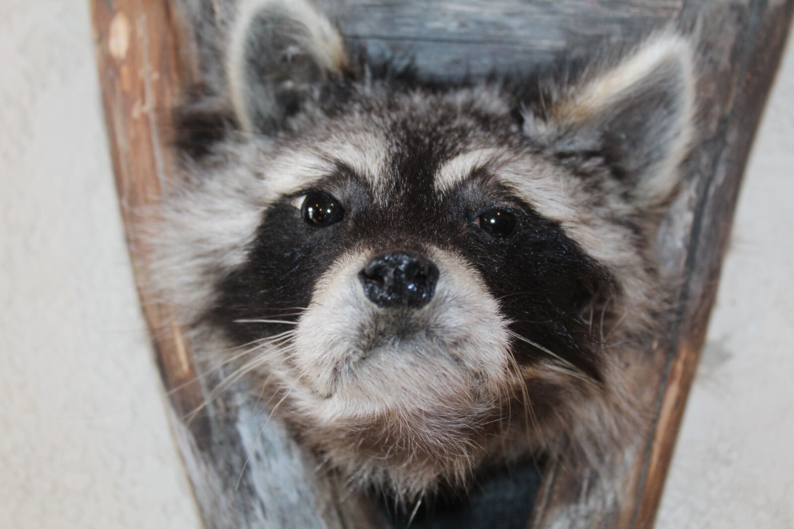 New Raccoon Mount Taxidermy Whitetail Deer Log Cabin Antler Decor Mule Novelty 