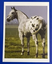 POSTCARD REPRINT JOKER B PRETTY APPALOOSA STALLION PHOTO 4.25”x5.5”