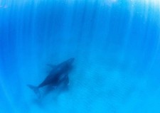 Art-Style Peelable Wallpaper Poster: Humpback Whale Parent & Calf (A1, Japan)