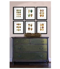 Bird Egg Prints set of 6 unframed Egg Print Easter Kitchen / Dining Room Decor