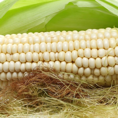 1/4 Pfund Country Gentleman Mais Samen - Everwilde Farms Mylar Samen Paket - Bild 1 von 2