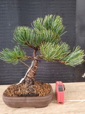 bonsai di pino pentaphilla h 31 cm visita il negozio