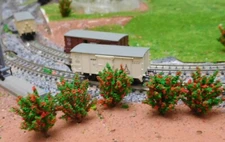 50 Red Blooming Bushes, Shrubs, 40 Mm High