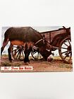 Vintage Postcard New Mexico Donkey Cart 1970 Canceled Note Address 5.5x3.5”