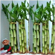 8" Lucky Bamboo 6 Healthy Plants, Gift, Feng Shui, Water Plant, Free Shipping