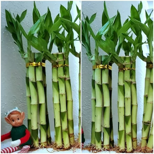 8 inches LUCKY BAMBOO Plants, 6 Rooted Stalks, Gift, Perennial Indoor, Feng Sui