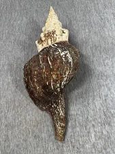Giant Horse Conch / Triplofusus giganteus – 19.5” Monster Shell Large 4 Pounds