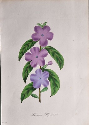 1834 ANTIQUE BOTANICAL PRINT FRANCISEA HOPEANA - ONE FLOWERED