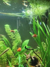 Guppy Endler E Platy
