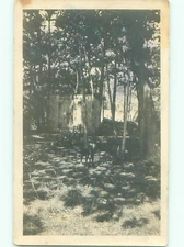 Old rppc NATURE SCENE Great Postcard : make an offer AB0853