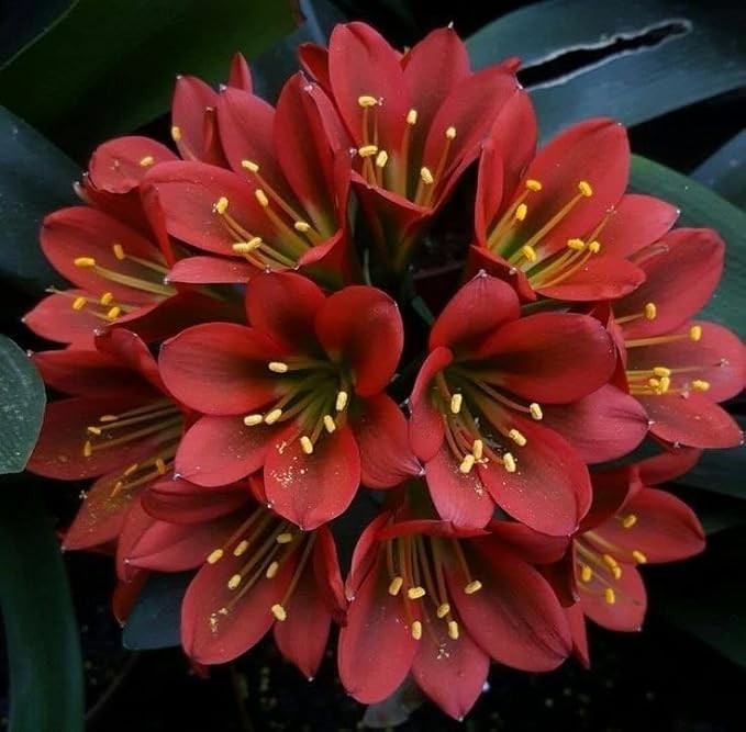 Clivia Imported Flower Bulbs for Home and Garden Pack Of 2 Bulbs (BROWN)