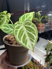 Anthurium Silver Blush Live Plant