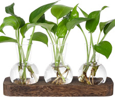 Propagation Stations,Plant Propagation Vase,Desk Plant Terrarium with Retro Wood