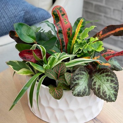 Live Houseplants (12PK), Indoor Plants for Delivery Prime, Live Plants and  Garde | eBay