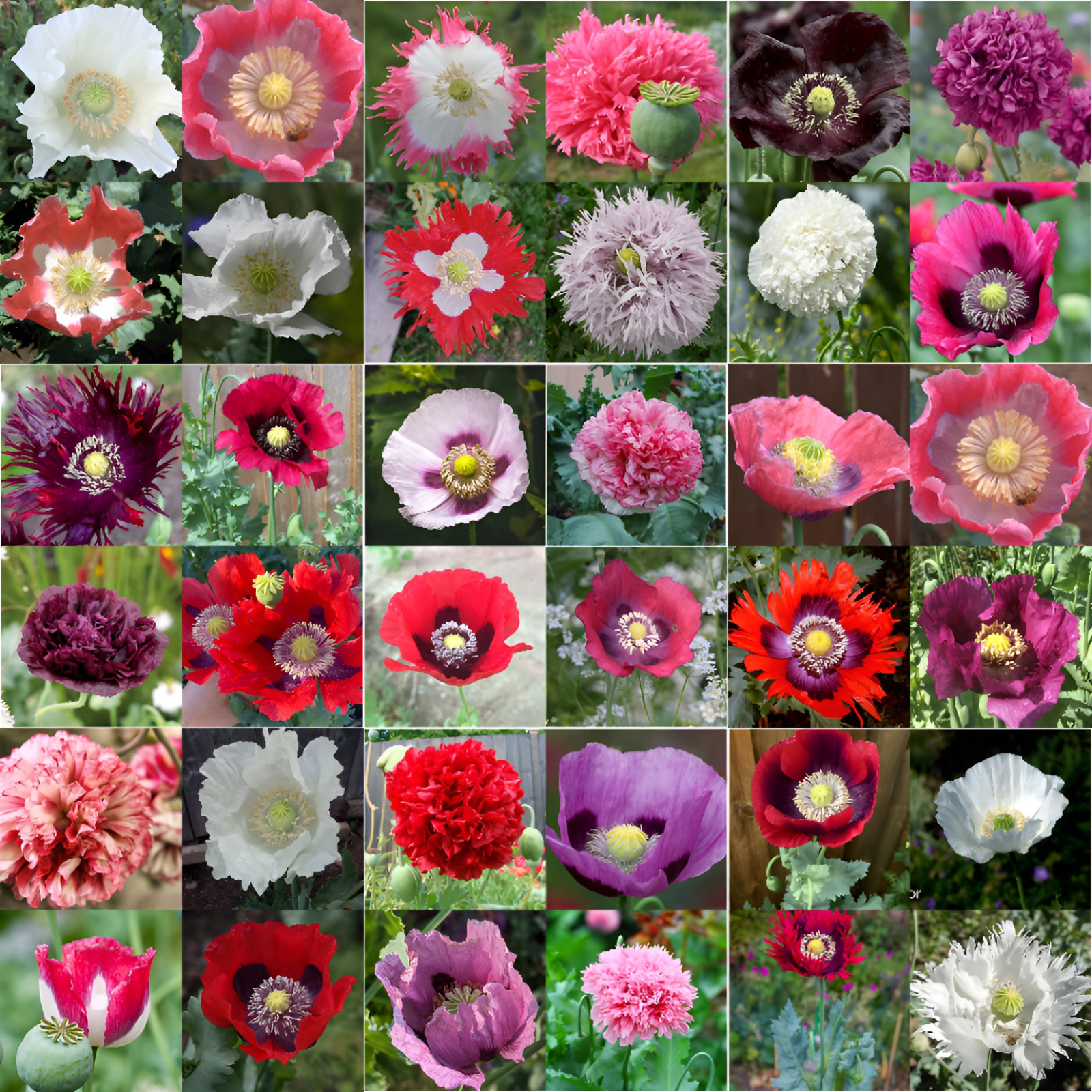 3,000 Seeds - 35 Variety Poppy Seed Mix - P. Somniferum - Amazing Variety Mix