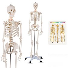 177cm Full Size Portable Rolling Human Skeleton Model for Anatomy Teach & Learn