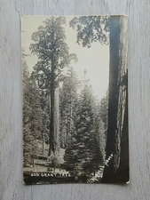 1904-1918 Vintage RPPC: Gen Grant Tree - Robert's Photo - Real Photo Postcard