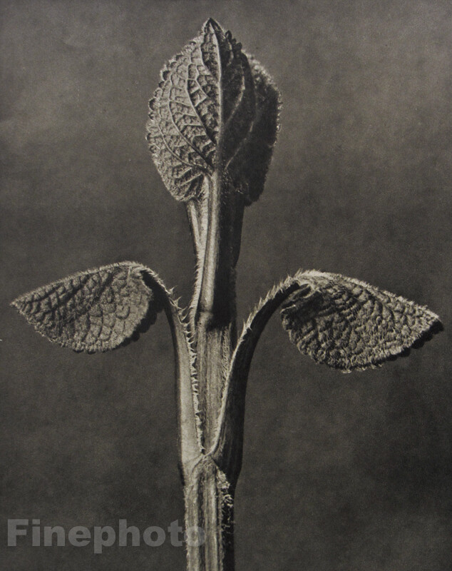 1942 Original KARL BLOSSFELDT Botanical Plant Flower Germany Photo