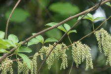 CINCO HOJAS - ÑAMES - DIOSCOREA PENTAPHYLLA 5+ SEMILLAS R 184