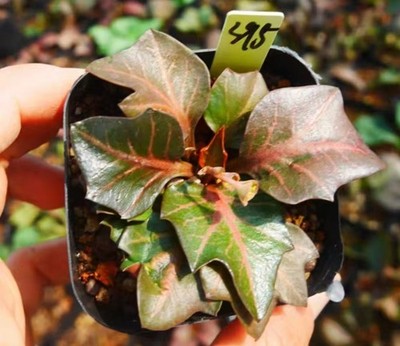 Rare Cacti  Euphorbia francoisii WYSIWYG Own Root Garden Boutique Decor