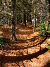 Photo 6x4 Pine Needle Path Blea Hill Beck The footpath along the side of  c2014