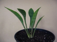 Sansevieria concinna Lav. 5933 (Mozambique) --- Rare Succulent FREE SHIPPING