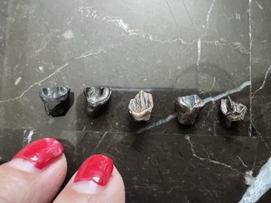 (5) Small Leptoceratops  Teeth-dinosaur fossil