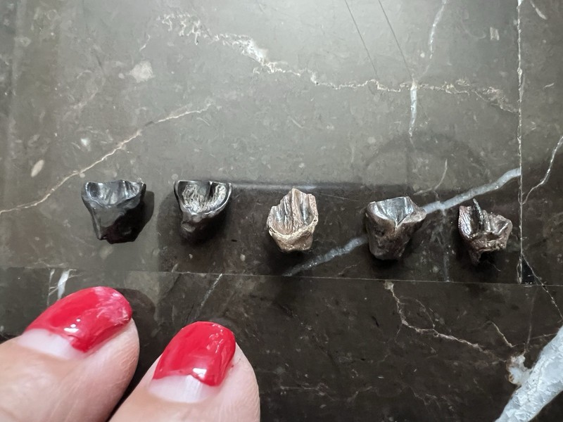 (5) Small Leptoceratops  Teeth-dinosaur fossil