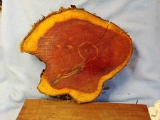 Interesting Aromatic Red CEDAR Live Edge Wood Round Natural 9.5" x 8"x 1.5"  2