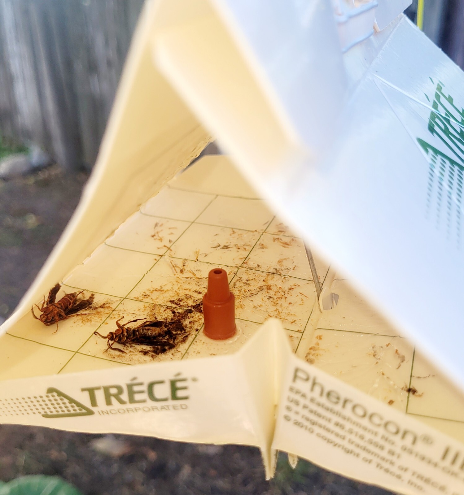 3 Squash Vine Borer lure 3 PACK Atlantic Giant Pumpkin, squash LURE