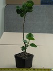 TAIWAN MAGIC STOAT Tropical Hibiscus -- Plant in 4.5" pot — photo 3